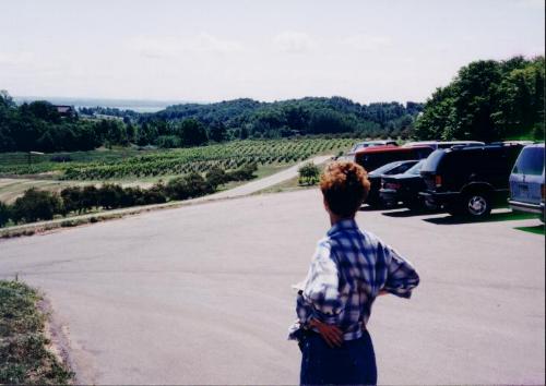 Vineyard2.JPG (27018 bytes)